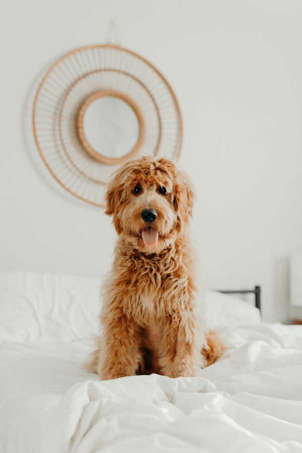 Confort et couverture pour animaux Chien sur un lit, langue sortie – protection animale à domicile