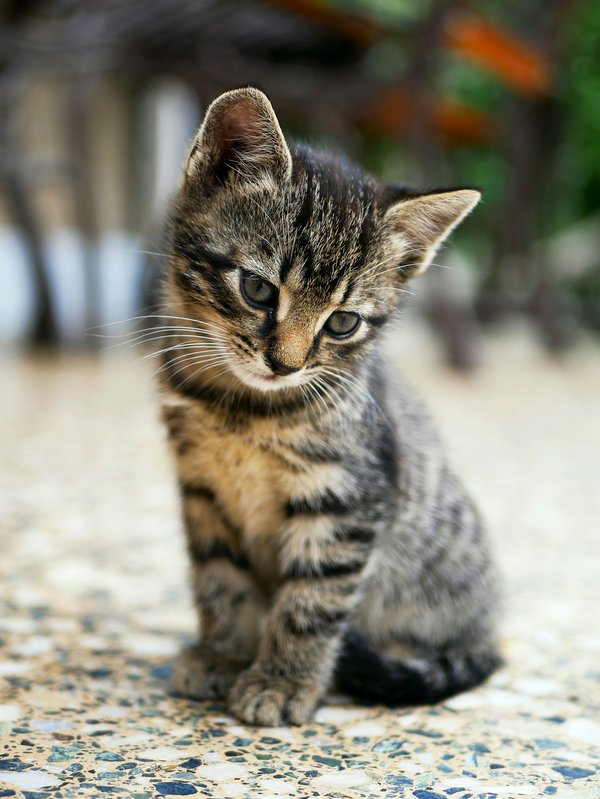 Bébé chat gris regardant rêveur vers le sol – animaux bien protégés