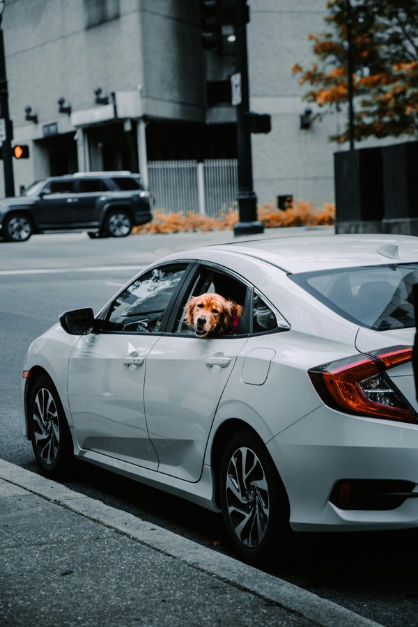 Transport de son chien sur banquette arrière avec harnais de sécurité – sécurité animale en voiture