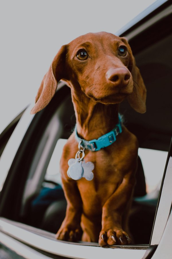 Chien en voyage international en voiture avec passeport européen – assurance animale responsabilité civile