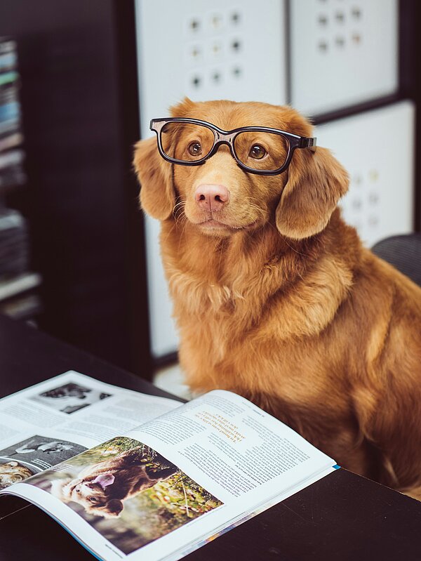 Chien portant des lunettes lisant un manuel sur la déductibilité fiscale avec humour